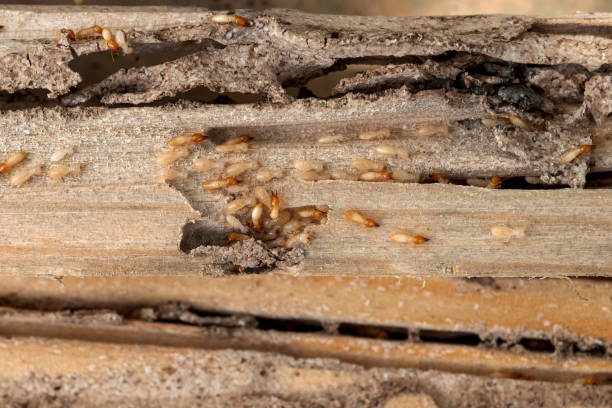 Best Residential Pest Control  in Indian Hills, TX